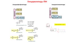Липиды, слайд 5