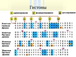 Классификация белков, слайд 9