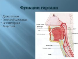 Острые стенозы, слайд 12