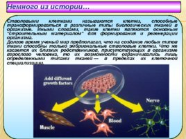 Биология развития, слайд 119