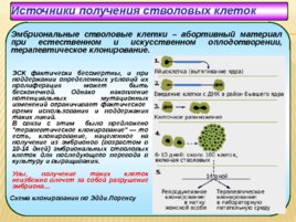 Биология развития, слайд 124