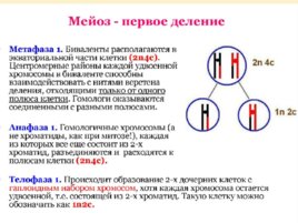 Биология развития, слайд 17