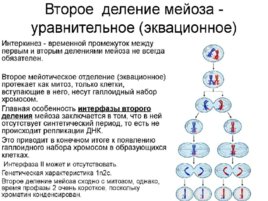 Биология развития, слайд 18