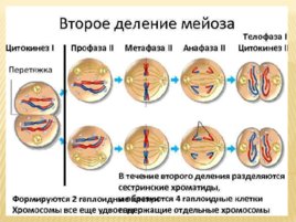 Биология развития, слайд 20