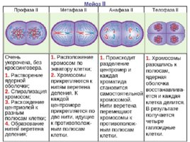 Биология развития, слайд 21