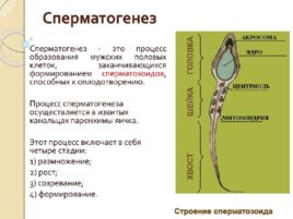 Биология развития, слайд 24