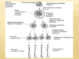 Биология развития, слайд 25