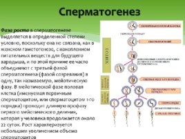 Биология развития, слайд 27