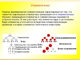 Биология развития, слайд 28