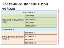 Биология развития, слайд 3