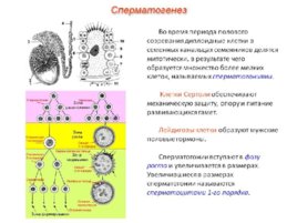 Биология развития, слайд 30