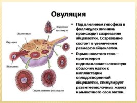 Биология развития, слайд 47