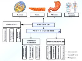 Биология развития, слайд 51