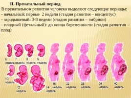 Биология развития, слайд 55