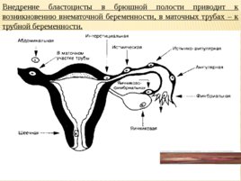 Биология развития, слайд 60