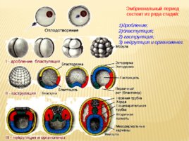 Биология развития, слайд 61