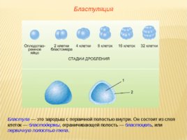 Биология развития, слайд 63