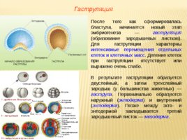 Биология развития, слайд 64