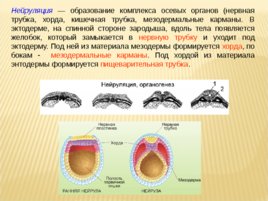 Биология развития, слайд 65