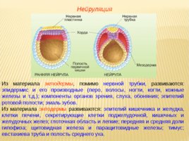 Биология развития, слайд 66