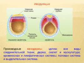 Биология развития, слайд 67