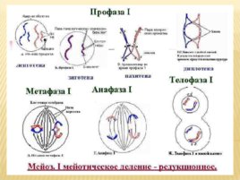 Биология развития, слайд 7