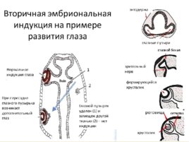 Биология развития, слайд 74