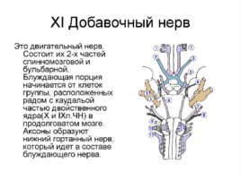 XI Пара ЧМН (n. accessorius), слайд 3
