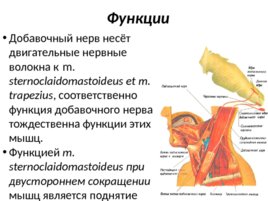 XI Пара ЧМН (n. accessorius), слайд 6