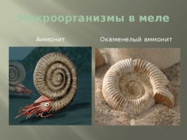 История возникновения мела, слайд 4