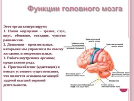 Основные функции нервной системы, слайд 19