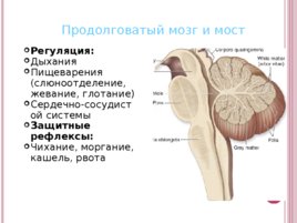 Основные функции нервной системы, слайд 21