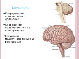 Основные функции нервной системы, слайд 22