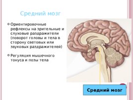 Основные функции нервной системы, слайд 23
