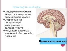Основные функции нервной системы, слайд 24