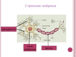 Основные функции нервной системы, слайд 6