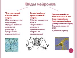 Основные функции нервной системы, слайд 8
