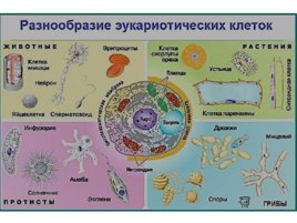 Клеточное строение организмов, слайд 5