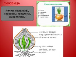 Побег и почки:"Строение листа", слайд 15