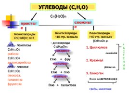 Органические вещества:"Липиды", слайд 2