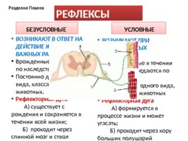Строение нервной системы:"Спинной мозг", слайд 12