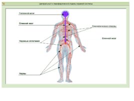 Строение нервной системы:"Спинной мозг", слайд 6