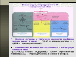 Вегетотропные вещества, слайд 19