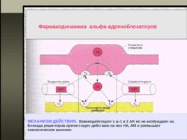 Вегетотропные средства - 2 часть, слайд 4