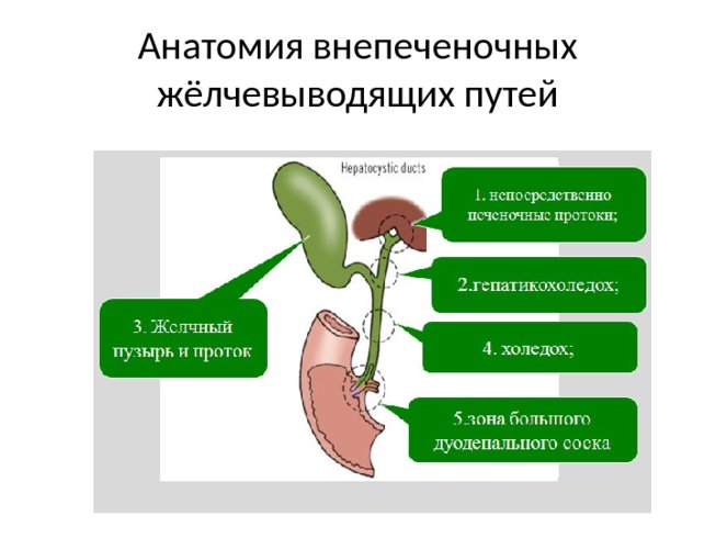 Опухоли общая хирургия презентация