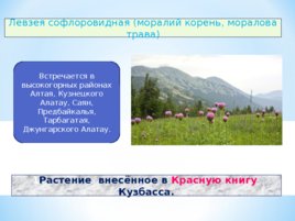 Красная книга Кузбасса, слайд 6