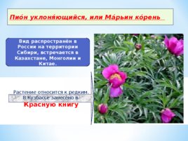 Красная книга Кузбасса, слайд 8