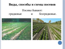Лесные питомники: технология выращивания сеянцев, слайд 19