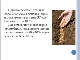 Лесные питомники: технология выращивания сеянцев, слайд 33