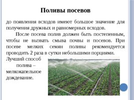 Лесные питомники: технология выращивания сеянцев, слайд 41
